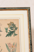 Load image into Gallery viewer, SET of 4 | Framed Antique English Hand Colored Botanical Engravings