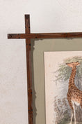 Load image into Gallery viewer, Hand Colored 19th Century Giraffe Lithograph in English Arts + Crafts Oak Frame