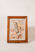 Load image into Gallery viewer, Antique British Colorful Seashell Print (c. 1900) in Antique Maple Frame
