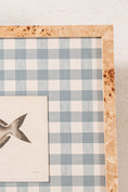 Load image into Gallery viewer, SET of 6 Antique English Fish Engravings (c. 1805) | Mounted on Chelsea Textiles Check 'Antique Blue' Fabric in Custom Contemporary Pale Burl Wood Frames