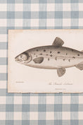 Load image into Gallery viewer, SET of 6 Antique English Fish Engravings (c. 1805) | Mounted on Chelsea Textiles Check 'Antique Blue' Fabric in Custom Contemporary Pale Burl Wood Frames