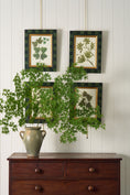 Load image into Gallery viewer, SET of 4 | Vintage English Trowbridge Leaf Prints in Hand Painted Green Check Frame