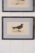 Load image into Gallery viewer, Antique Hand Colored Bird Engraving (c. 1865) | in Contemporary Black Bamboo Frame