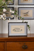 Load image into Gallery viewer, Antique Hand Colored Bird Engraving (c. 1865) | in Contemporary Black Bamboo Frame