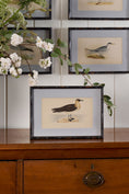 Load image into Gallery viewer, Antique Hand Colored Bird Engraving (c. 1865) | in Contemporary Black Bamboo Frame