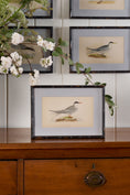 Load image into Gallery viewer, Antique Hand Colored Bird Engraving (c. 1865) | in Contemporary Black Bamboo Frame
