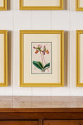 Load image into Gallery viewer, Antique Hand Colored Botanical (c. 1823) | Double Matted + Custom Farrow & Ball 'India Yellow' Frame