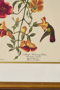 Load image into Gallery viewer, PAIR of Vintage Framed John J. Audubon Hummingbird Prints | "Columbian Hummingbird" + "Mango Hummingbird"