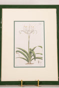 Load image into Gallery viewer, Antique Botanical Hand Colored Bookplate in Contemporary Green Lacquer Frame
