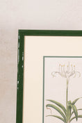 Load image into Gallery viewer, Antique Botanical Hand Colored Bookplate in Contemporary Green Lacquer Frame