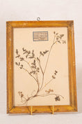 Load image into Gallery viewer, Antique French Framed Herbarium (c. 1857) with Original Glass