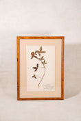 Load image into Gallery viewer, Framed Herbarium (Finland, c. 1928-30) Float Mount in Custom Burl Frame