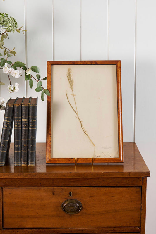 TRIO of Antique Herbarium Grasses (c. 1908) in Custom Burl Wood Frames
