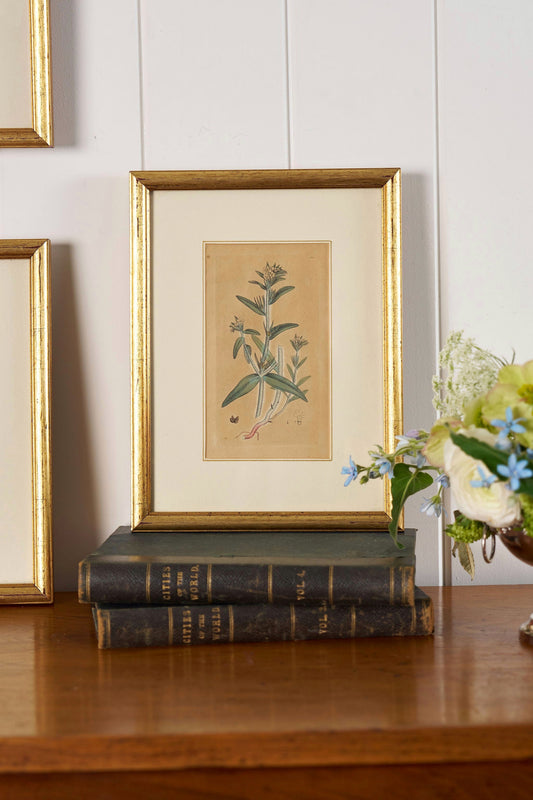 18th Century English Hand Colored Botanical Book Plate (c. 1720) | Framed in the early 1900s