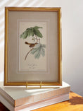 Load image into Gallery viewer, SET of 4 Framed Bird Prints | by John J. Audubon
