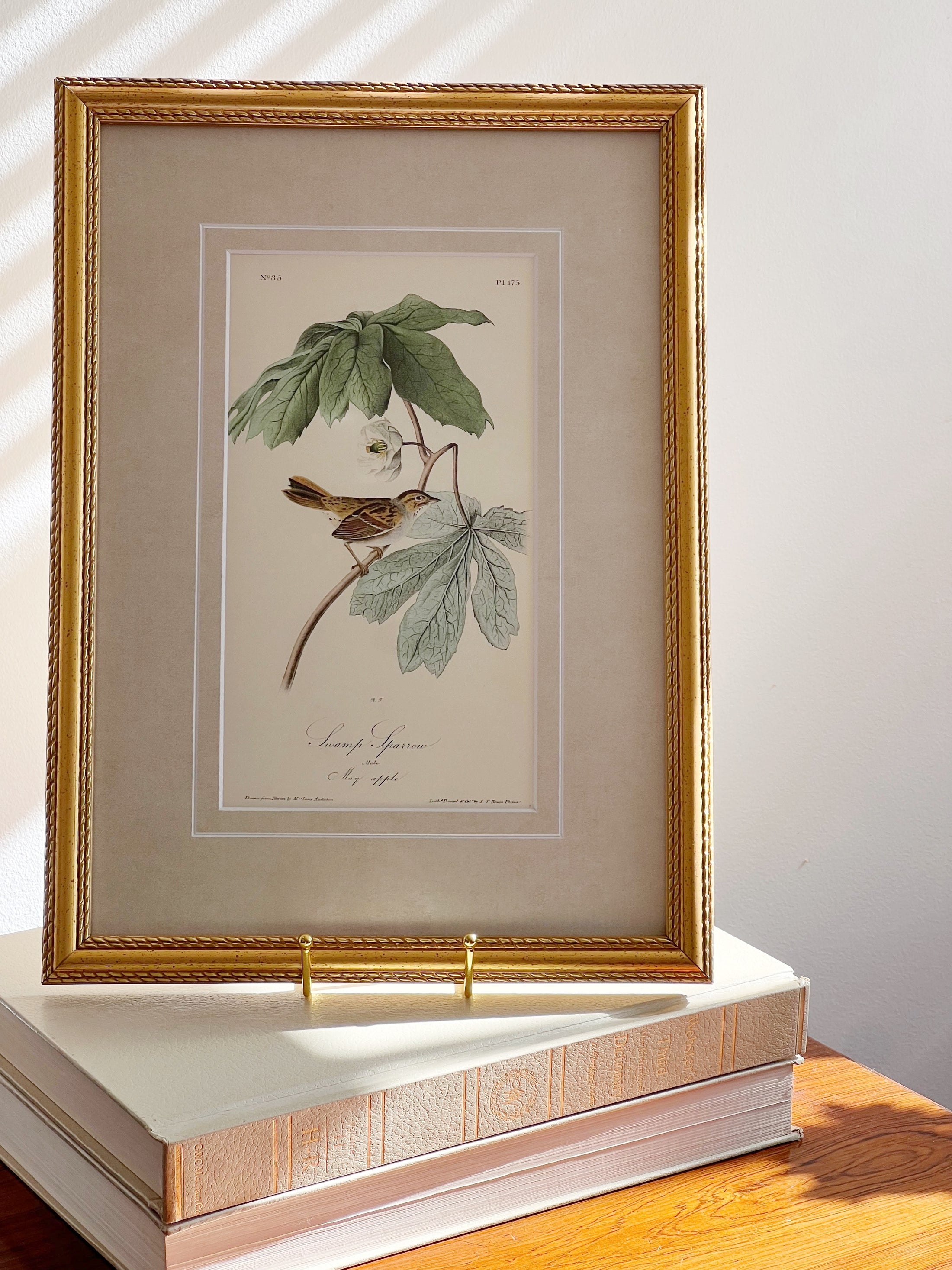 SET of 4 Framed Bird Prints | by John J. Audubon