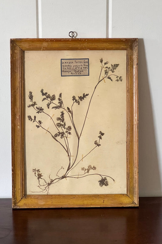 Antique French Framed Herbarium (c. 1857) with Original Glass
