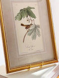 Load image into Gallery viewer, SET of 4 Framed Bird Prints | by John J. Audubon
