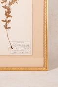 Load image into Gallery viewer, Framed Herbarium (Finland, c. 1928-30) Float Mount in Custom Gold Frame
