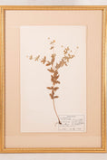 Load image into Gallery viewer, Framed Herbarium (Finland, c. 1928-30) Float Mount in Custom Gold Frame
