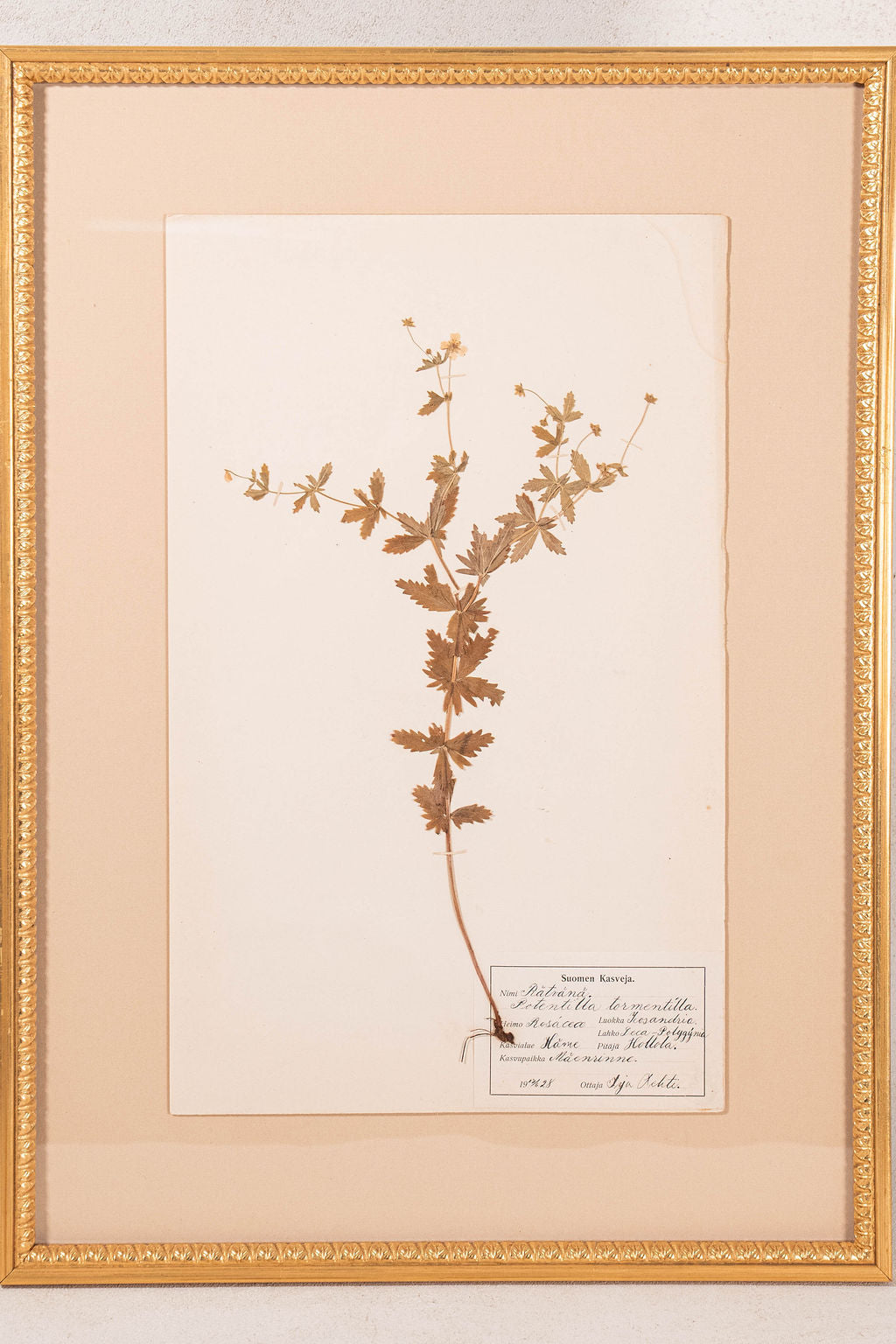 Framed Herbarium (Finland, c. 1928-30) Float Mount in Custom Gold Frame