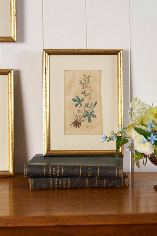 18th Century English Hand Colored Botanical Book Plate (c. 1720) | Framed in the early 1900s