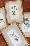 Load image into Gallery viewer, SET of 4 Framed Bird Prints | by John J. Audubon
