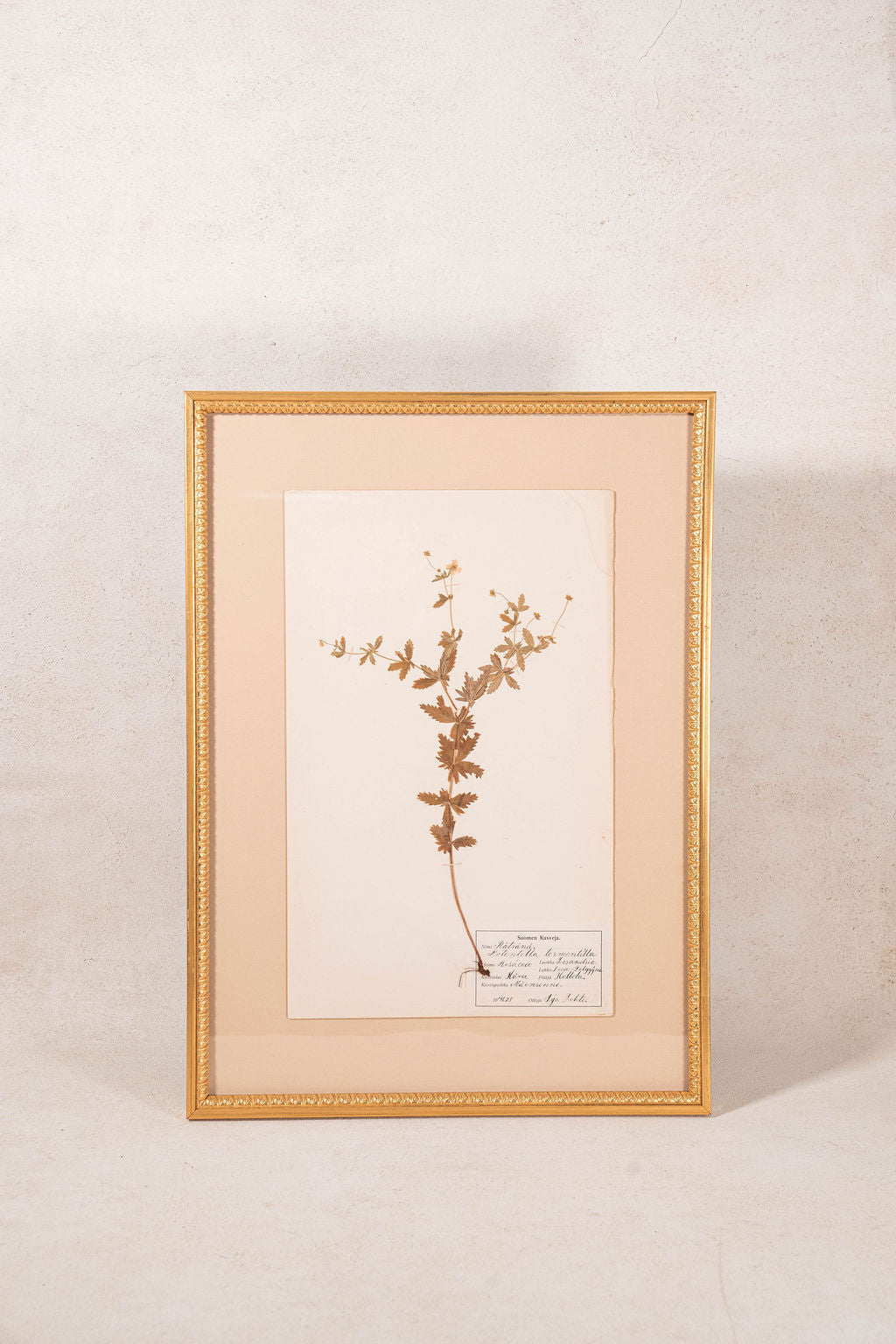 Framed Herbarium (Finland, c. 1928-30) Float Mount in Custom Gold Frame