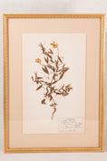 Load image into Gallery viewer, Framed Herbarium (Finland, c. 1928-30) Float Mount in Custom Gold Frame
