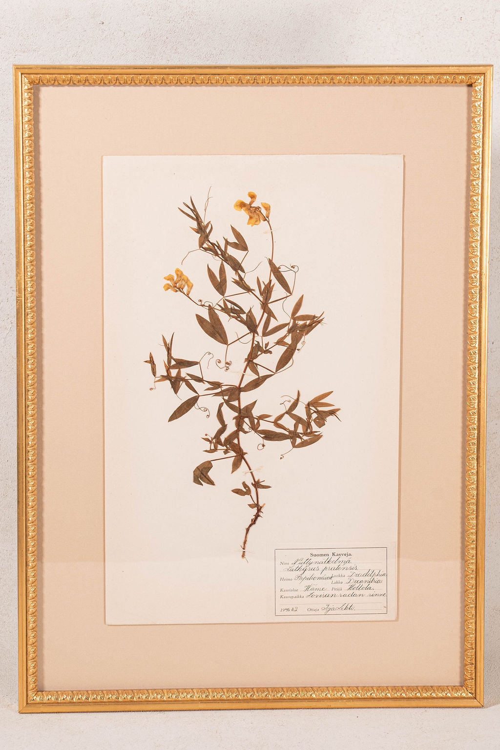 Framed Herbarium (Finland, c. 1928-30) Float Mount in Custom Gold Frame