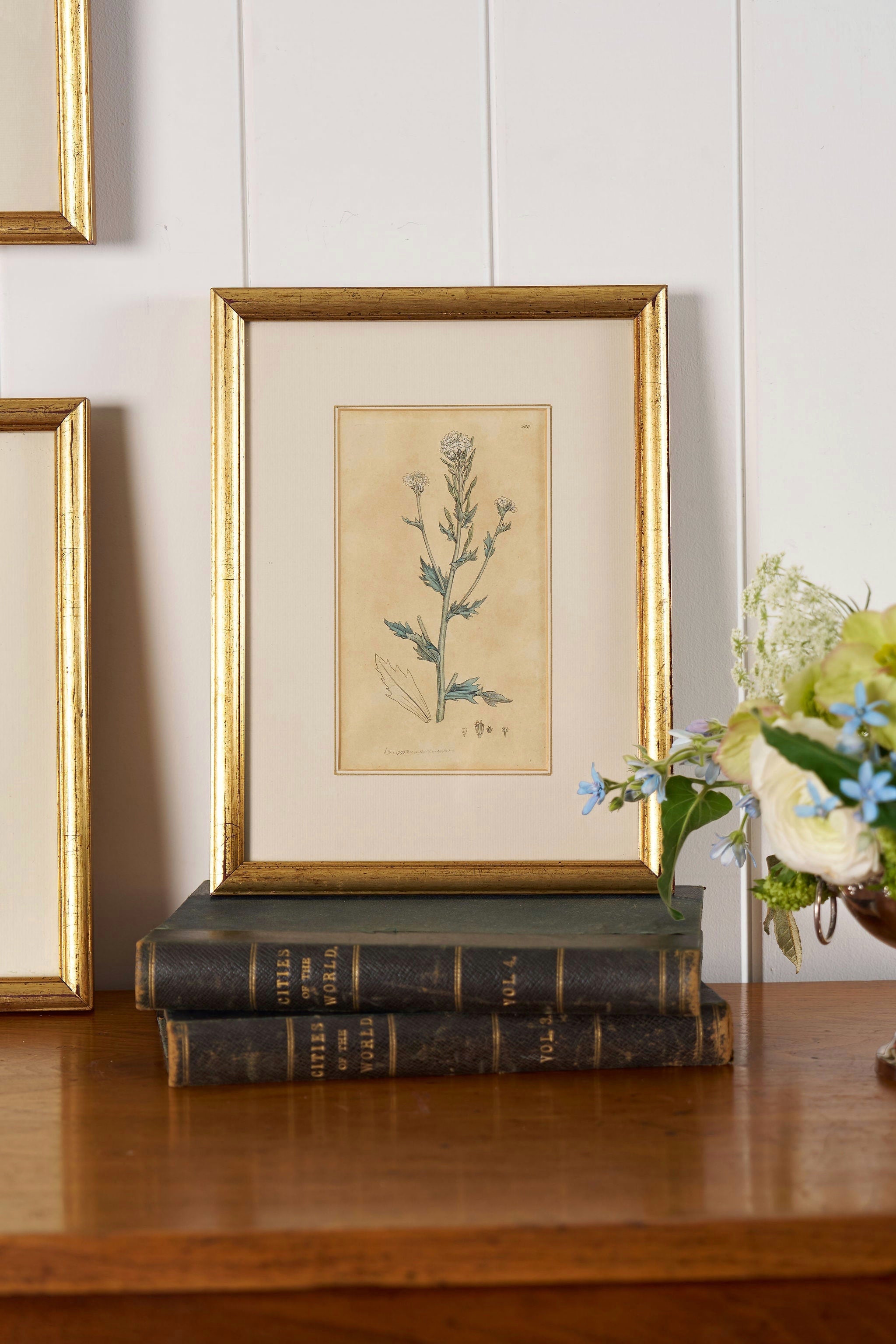 18th Century English Hand Colored Botanical Book Plate (c. 1720) | Framed in the early 1900s