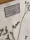 Load image into Gallery viewer, Antique French Framed Herbarium (c. 1857) with Original Glass
