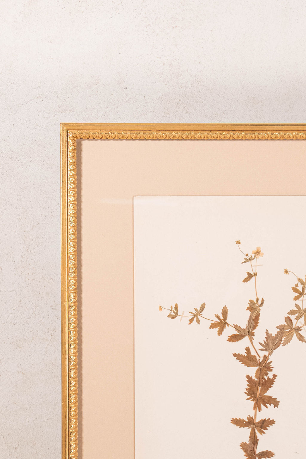 Framed Herbarium (Finland, c. 1928-30) Float Mount in Custom Gold Frame