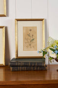 Load image into Gallery viewer, 18th Century English Hand Colored Botanical Book Plate (c. 1720) | Framed in the early 1900s

