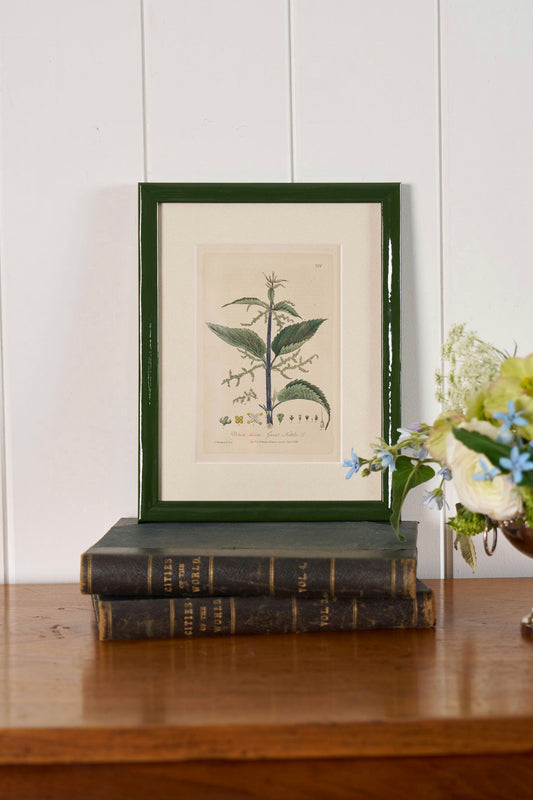 Antique Botanical Hand Colored Bookplates in Contemporary Green Lacquer Frames