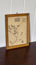 Load image into Gallery viewer, Antique French Framed Herbarium (c. 1857) with Original Glass
