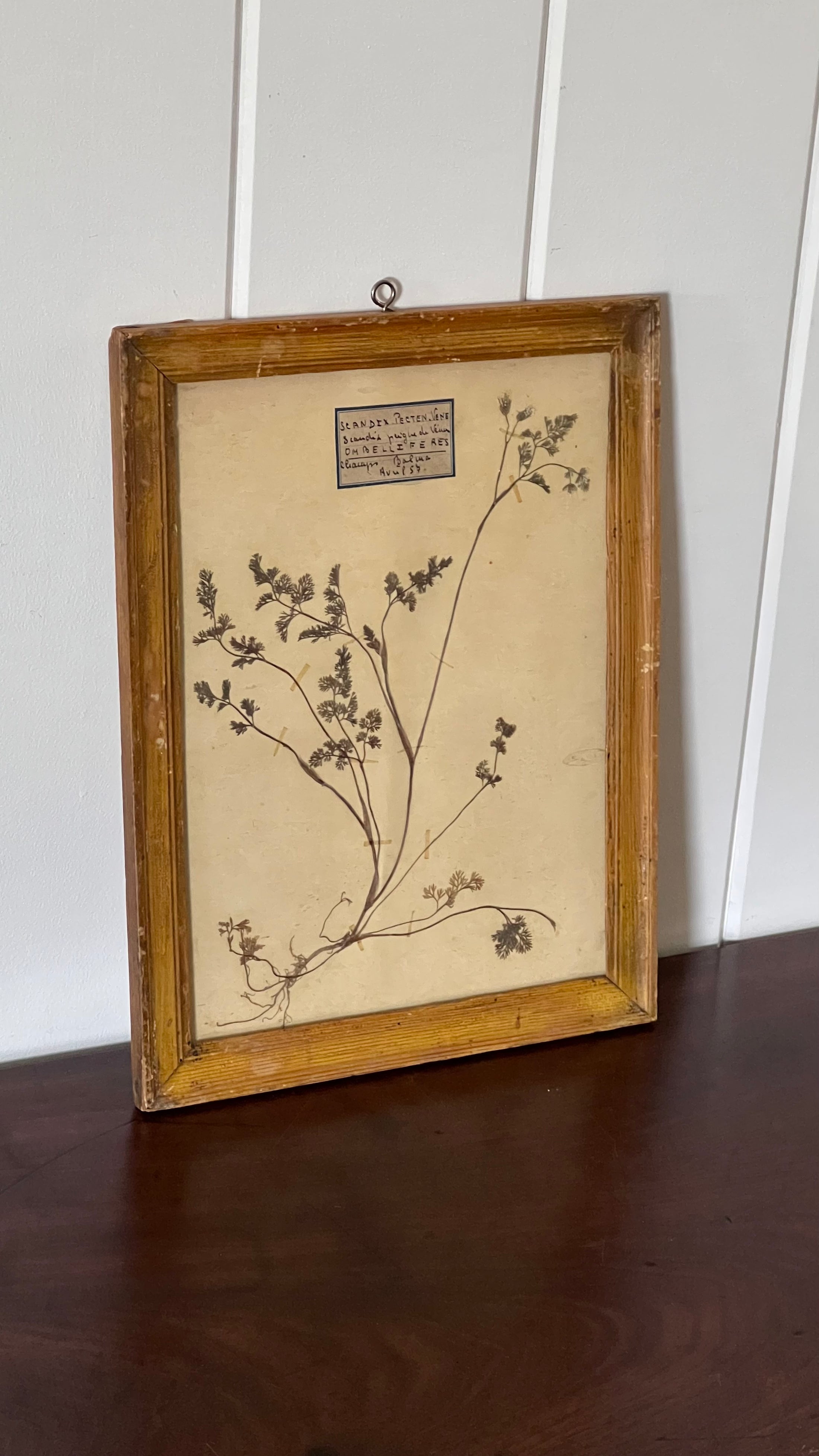 Antique French Framed Herbarium (c. 1857) with Original Glass
