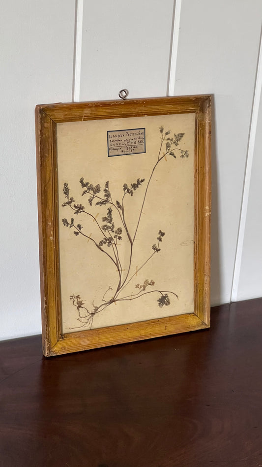 Antique French Framed Herbarium (c. 1857) with Original Glass