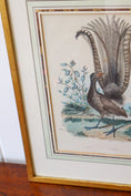 Load image into Gallery viewer, Antique Hand Colored Bird Engraving (c. 1820)
