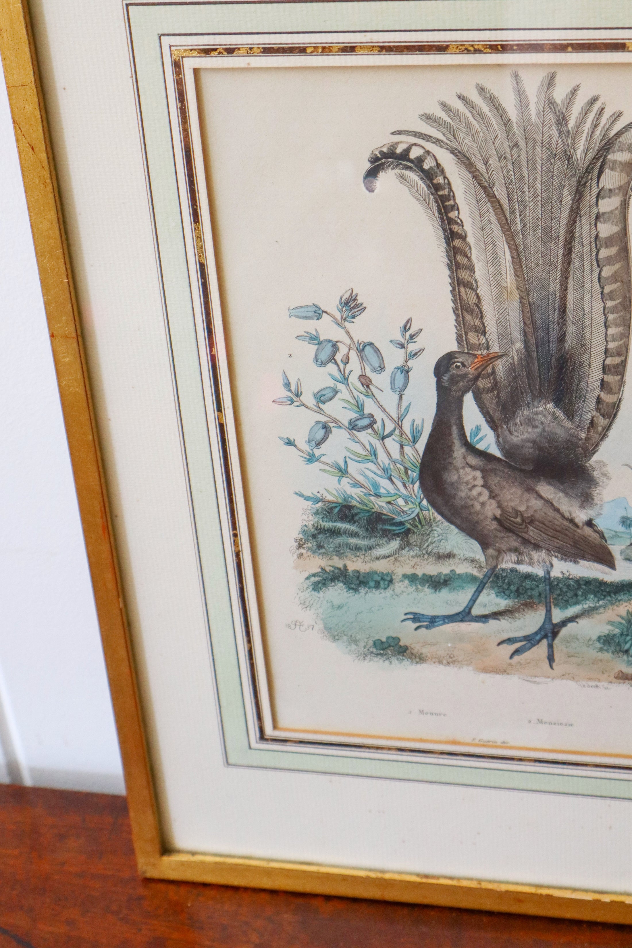 Antique Hand Colored Bird Engraving (c. 1820)