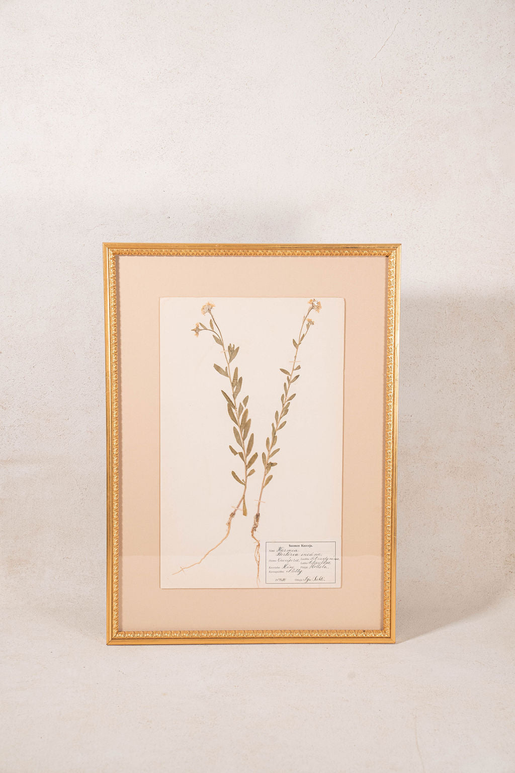 Framed Herbarium (Finland, c. 1928-30) Float Mount in Custom Gold Frame