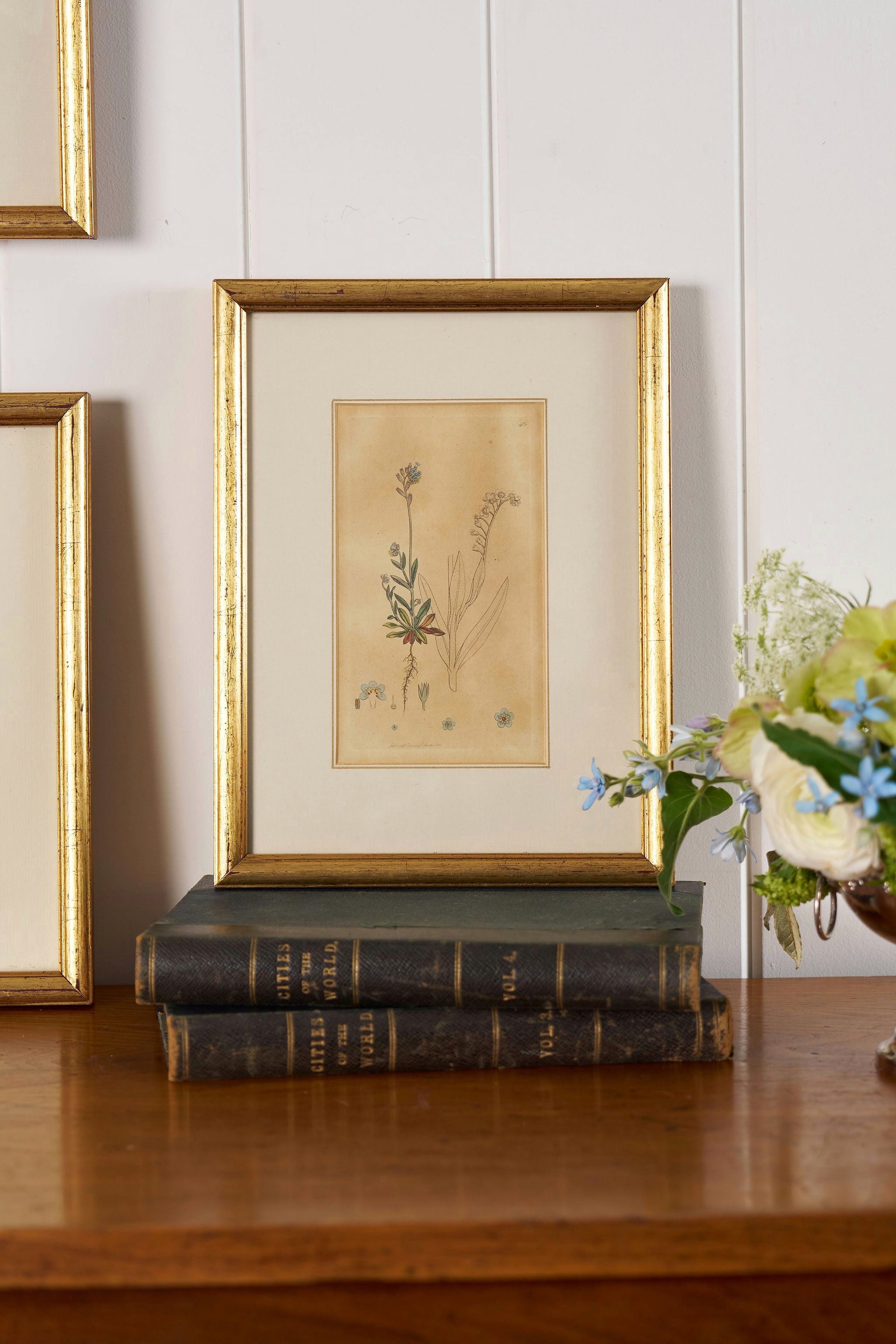 18th Century English Hand Colored Botanical Book Plate (c. 1720) | Framed in the early 1900s