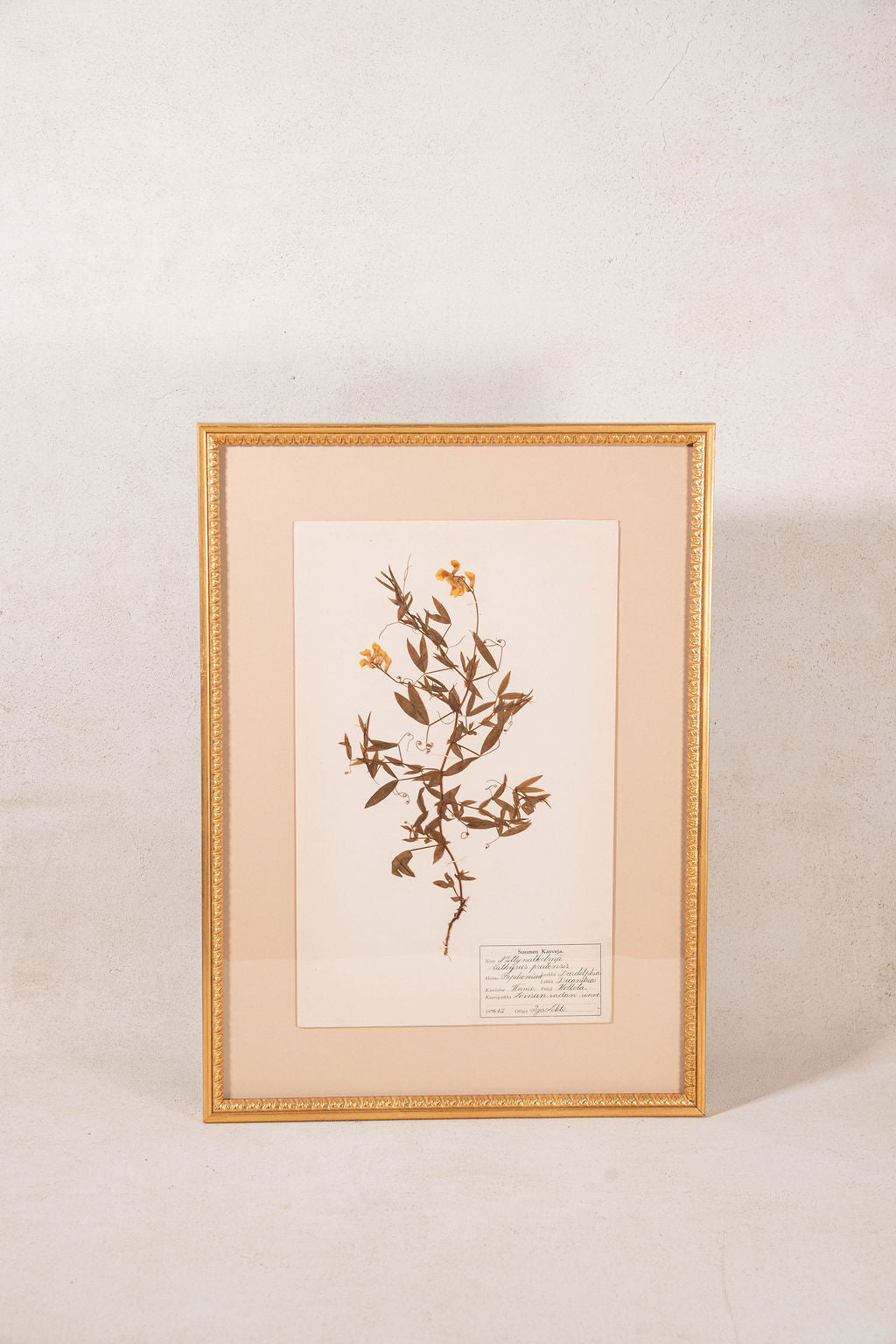Framed Herbarium (Finland, c. 1928-30) Float Mount in Custom Gold Frame