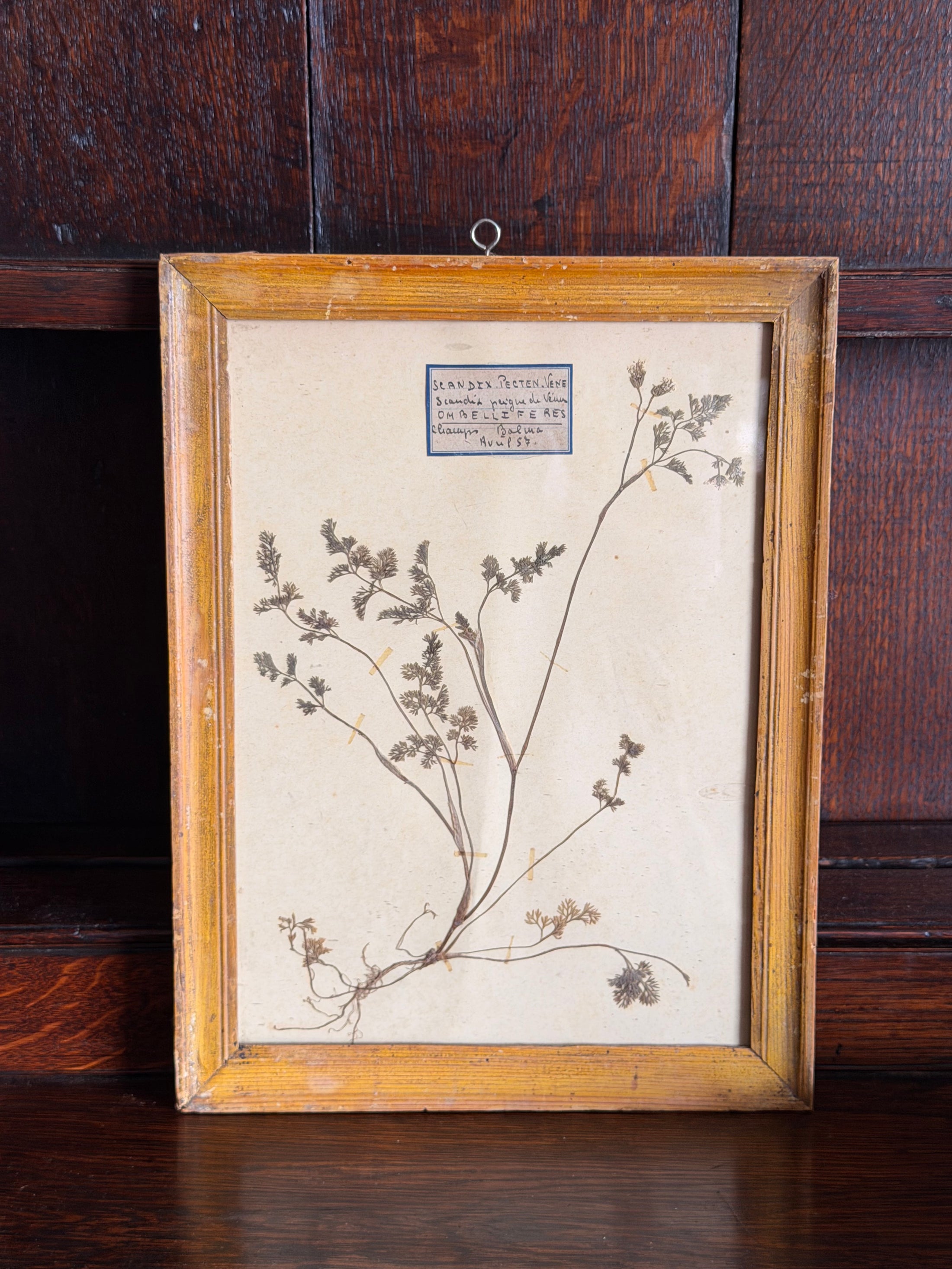Antique French Framed Herbarium (c. 1857) with Original Glass