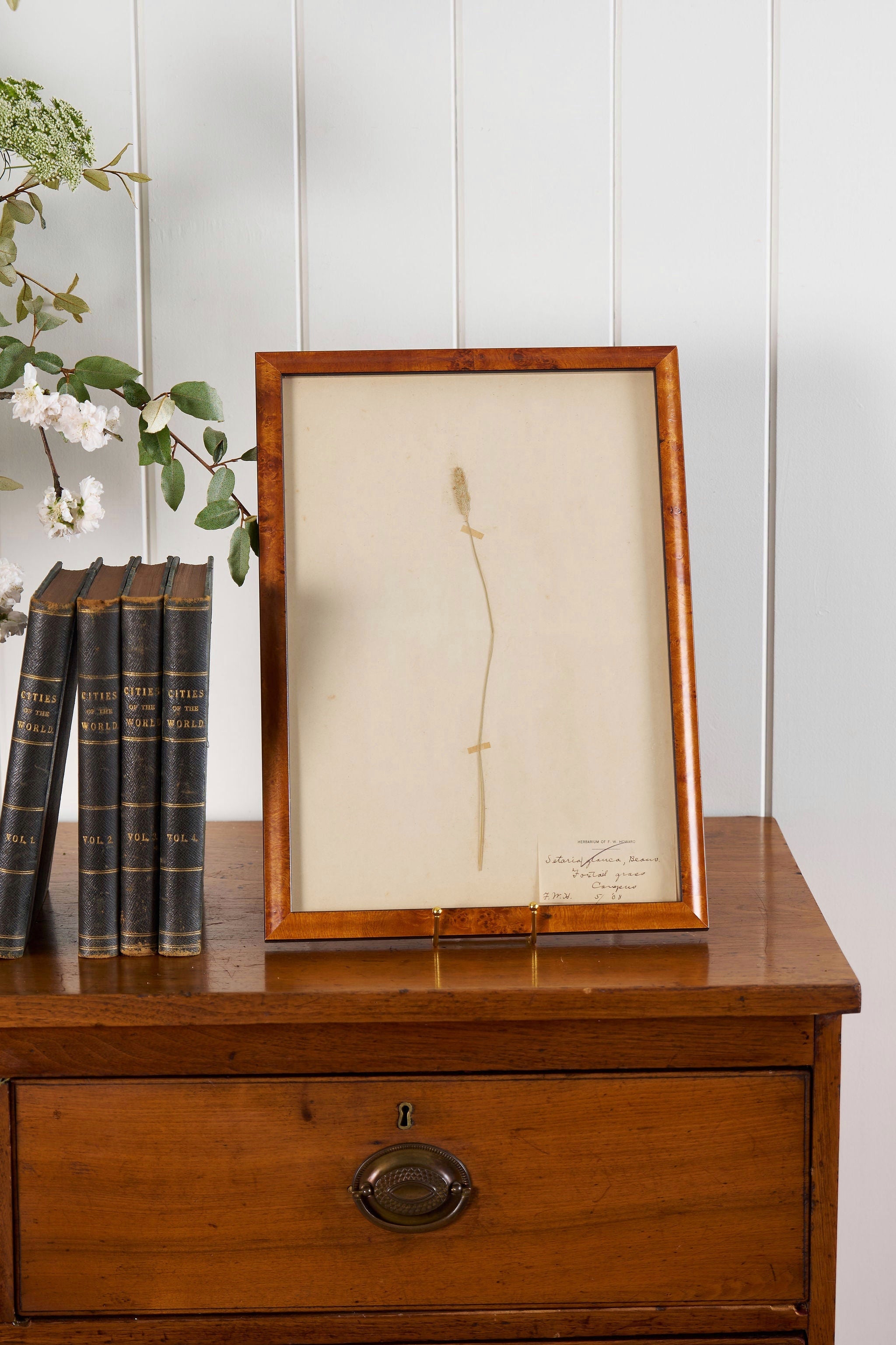 TRIO of Antique Herbarium Grasses (c. 1908) in Custom Burl Wood Frames