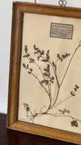 Load image into Gallery viewer, Antique French Framed Herbarium (c. 1857) with Original Glass
