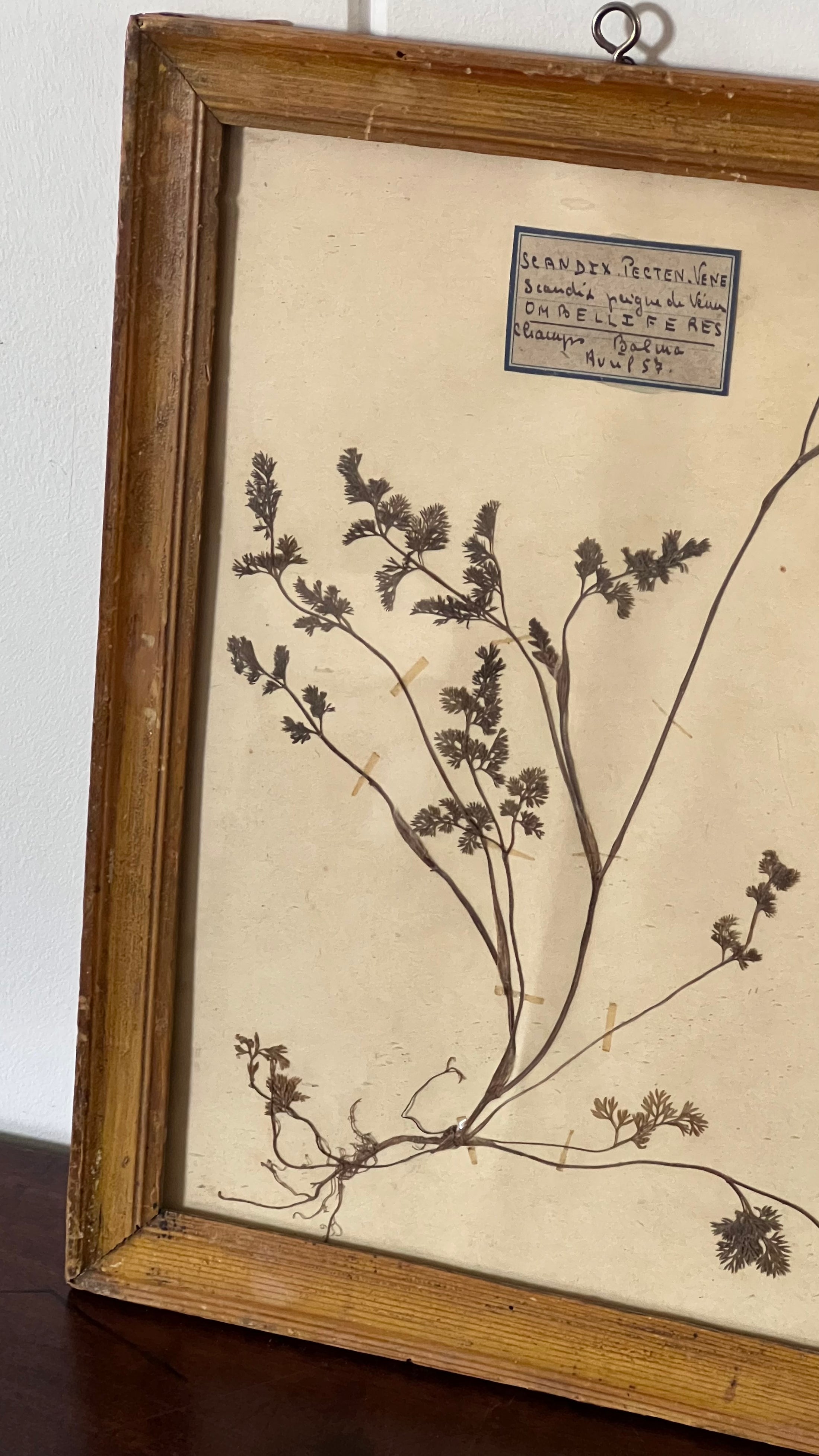 Antique French Framed Herbarium (c. 1857) with Original Glass