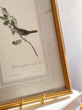 Load image into Gallery viewer, SET of 4 Framed Bird Prints | by John J. Audubon
