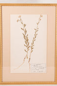 Load image into Gallery viewer, Framed Herbarium (Finland, c. 1928-30) Float Mount in Custom Gold Frame
