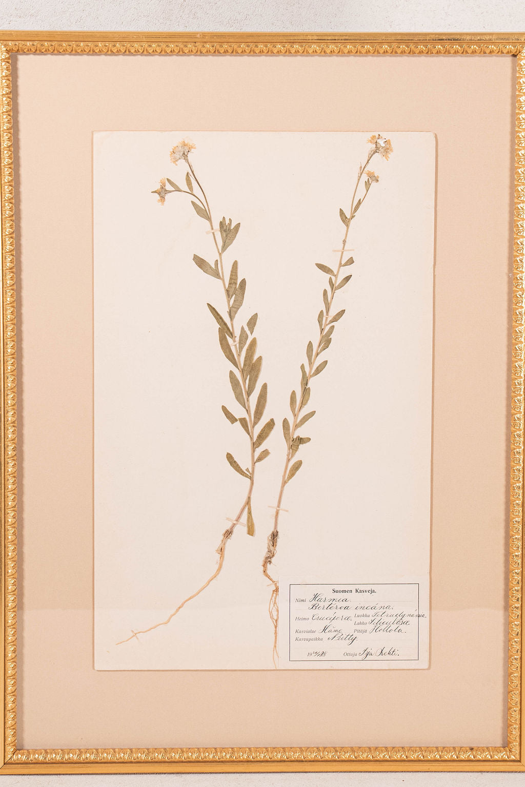 Framed Herbarium (Finland, c. 1928-30) Float Mount in Custom Gold Frame
